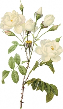 枝头上盛开的白玫瑰鲜花548823png图片素材