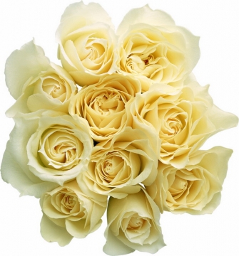 一束黄玫瑰花鲜花淡黄色花朵89320png图片素材