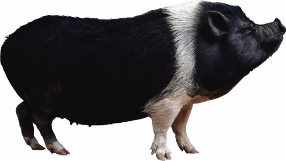 一只黑猪家猪401875png图片素材