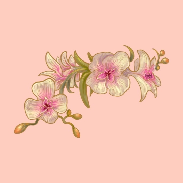 手绘风格的某种兰花花卉花朵图片免抠矢量素材