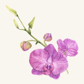 水彩画风格枝头上的紫色蝴蝶兰花朵花卉图片免抠矢量素材