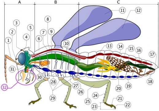 一只昆虫的身体结构图582582png图片素材