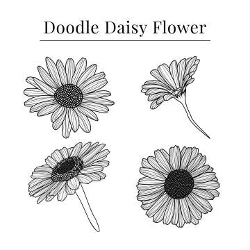 4款手绘线条风格菊花花朵花卉图片免抠矢量素材
