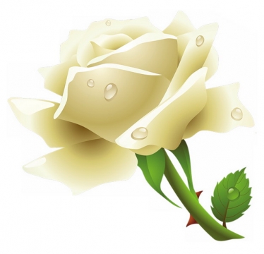 带水珠的白玫瑰花鲜花983915png图片素材