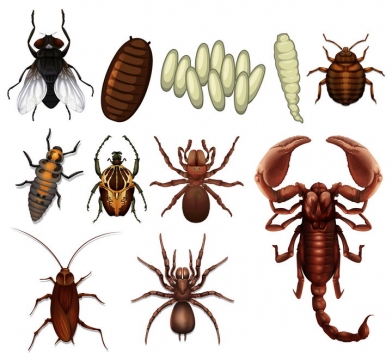 苍蝇虫卵蟑螂蜘蛛蝎子等害虫有害昆虫图片免抠矢量素材