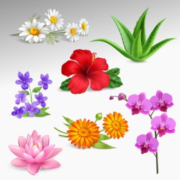 白色的菊花芦荟紫色蝴蝶兰粉色荷花等花卉花朵图片免抠矢量素材