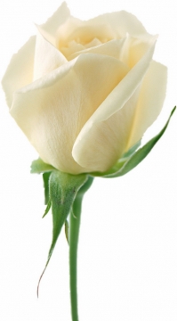 一朵白玫瑰花鲜花421257png图片素材