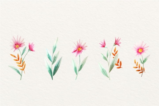 5款水彩画风格的荷兰菊花粉红色小花朵图片免抠矢量图素材