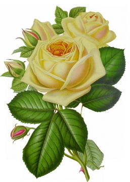 彩色插画风格带绿叶的黄玫瑰鲜花417903png图片素材
