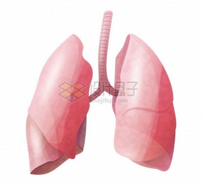 肺部人体器官组织png图片免抠矢量素材