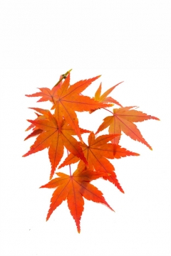 秋天里的几片火红的枫叶764237免抠图片素材