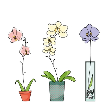 3款手绘风格栽种在花盆中的蝴蝶兰花朵花卉图片免抠矢量素材