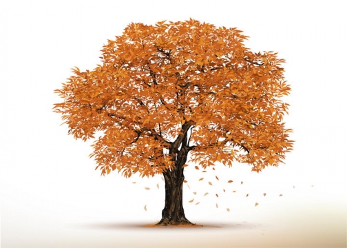 秋天枯黄树叶的大树图片免抠素材