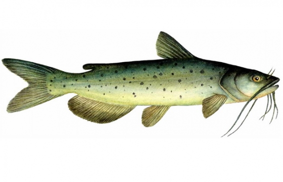 一只鲶鱼胡子鱼河老虎淡水鱼类彩绘插画130202png图片素材