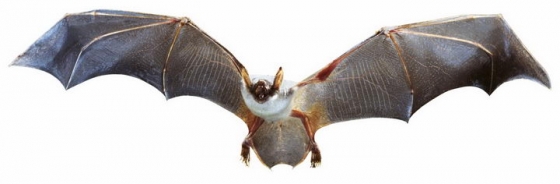 一只正在飞行中的蝙蝠野生动物png图片免抠素材