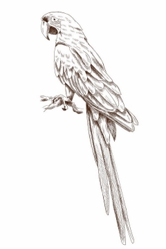 手绘素描风格枝头上的鹦鹉鸟儿png图片免抠矢量素材