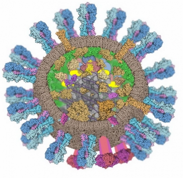 3D流感病毒内部结构图png图片免抠素材