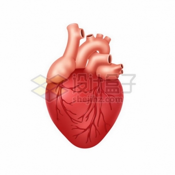 一颗红色的人体心脏730674png矢量图片素材