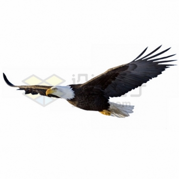 平稳飞行中的白头鹰雄鹰展翅png图片素材
