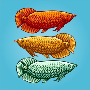 三种颜色的金龙鱼图片免抠素材