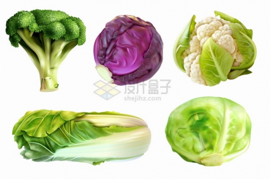 逼真的西兰花紫甘蓝花椰菜大白菜包菜等美味蔬菜png图片素材