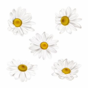 5款不同角度的白色花朵菊花甘菊鲜花花卉png图片免抠eps矢量素材