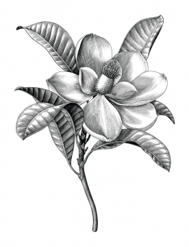 黑色手绘插画风格玉兰花花朵花卉图片免抠矢量图素材