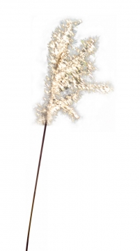 毛茸茸的芦苇花絮409524免抠图片素材