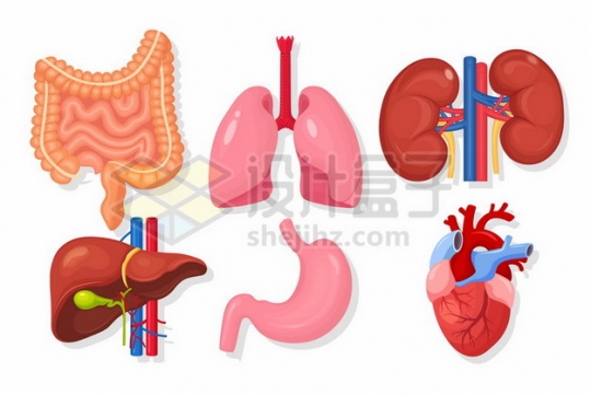 肠道肺部肾脏肝脏胃部和心脏等人体组织结构130879矢量图片免抠素材