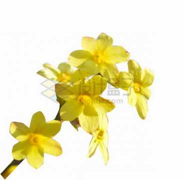 盛开的黄色迎春花png免抠图片素材