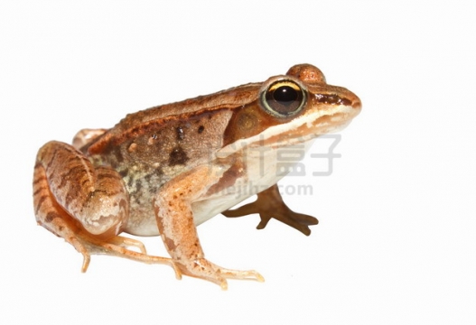 一只可爱的大眼睛青蛙树蛙png图片素材