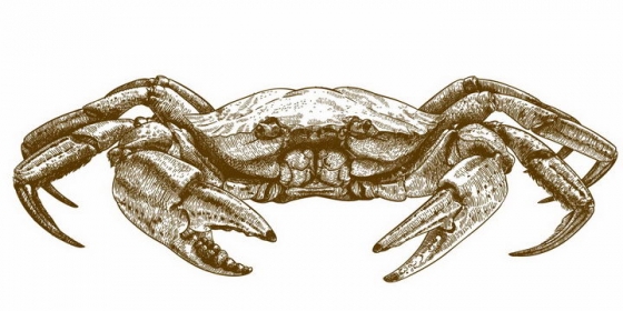 素描插画风格螃蟹大闸蟹美味海鲜png图片免抠矢量素材