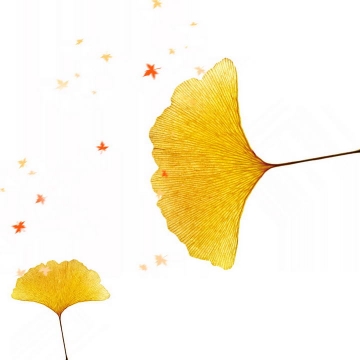 秋天的两片发黄的银杏叶免抠PNG图片素材