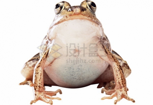 可爱的大肚子青蛙牛蛙png图片素材