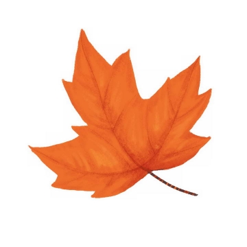秋天发红的枫叶免抠PNG图片素材
