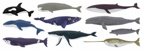 虎鲸抹香鲸蓝鲸独角鲸灰鲸等海洋鲸鱼哺乳动物png图片免抠矢量素材