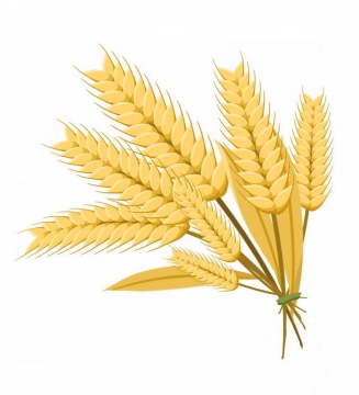 秋天枯黄的麦穗免抠PNG图片素材
