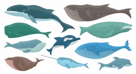 卡通虎鲸独角鲸灰鲸等海洋鲸鱼哺乳动物png图片免抠矢量素材