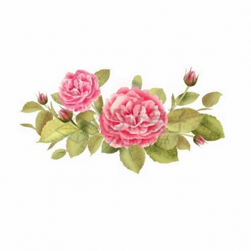 盛开的玫瑰花彩色插画8903232png免抠图片素材
