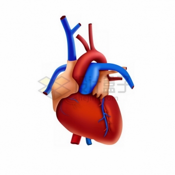 3D立体人体心脏大动脉静脉373291png免抠图片素材