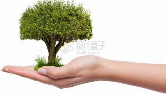 手掌上长出一棵绿树大树png免抠图片素材