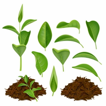 各种绿色叶子茶叶和干燥后的茶叶绿茶饮料png图片免抠eps矢量素材