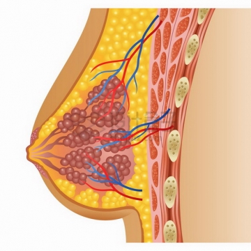 女性乳房解剖图人体器官组织结构png图片免抠矢量素材