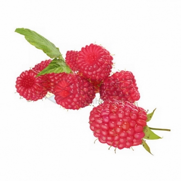 红色树莓490021png免抠图片素材