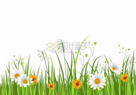漂亮的翠绿色草丛和盛开的白色黄色雏菊花自然装饰png图片免抠矢量素材