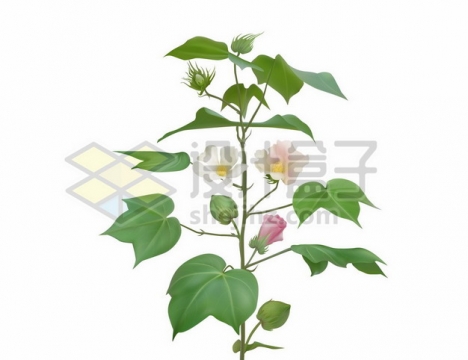开着彩色花朵的棉花植物974994图片素材